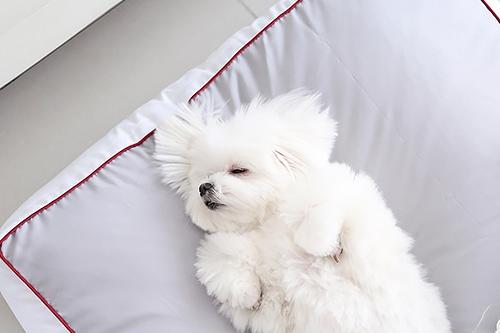 [오늘의딜]NEW 컬러추가 강아지 고양이 기절 댕냥쿠션/방석 2size