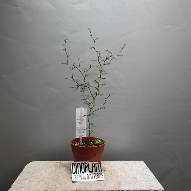 마오리소포라 15~30cm 99 호주야생화 수입식물