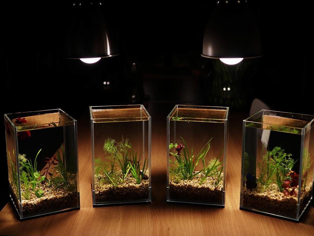 15큐브하이 무환수 베타키우기 (구피어항,미니어항,베타어항) : 와이이아쿠아