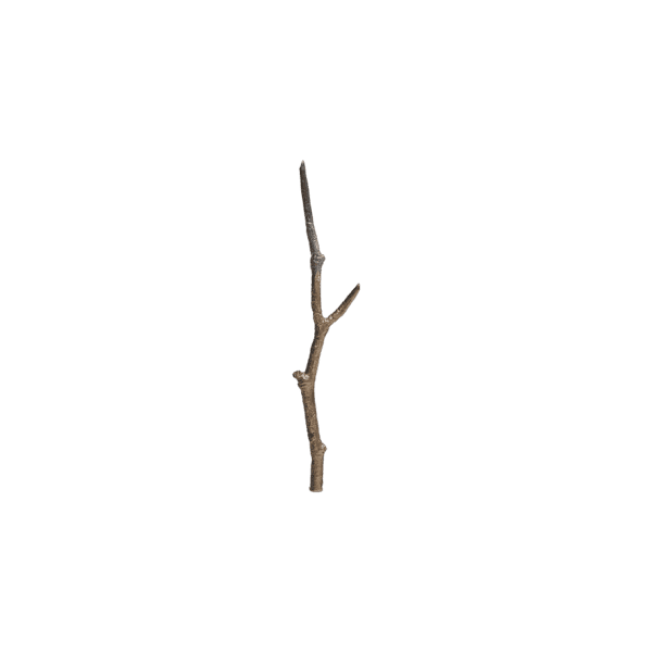 Delphic Dessert Stick 1