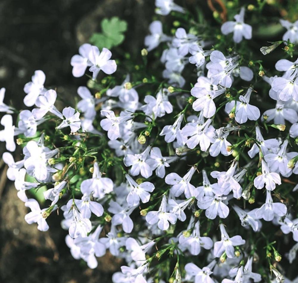 로벨리아 파운틴 화이트 (Lobelia Fountain White) 모종 : 도개화원