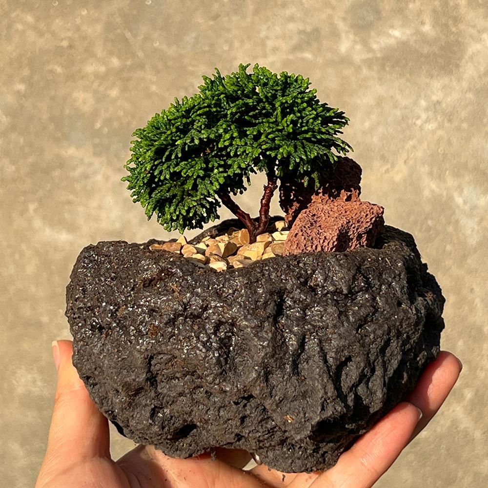 청짜보 땅딸보 연산회 편백 분재나무 짜보 미니분재 인테리어식물