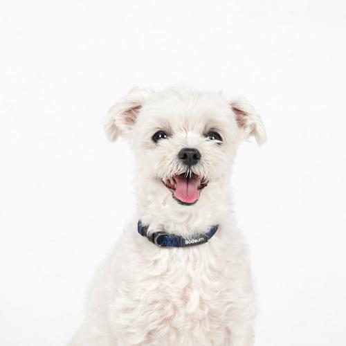 보듬 어드벤처 목줄 (소형)