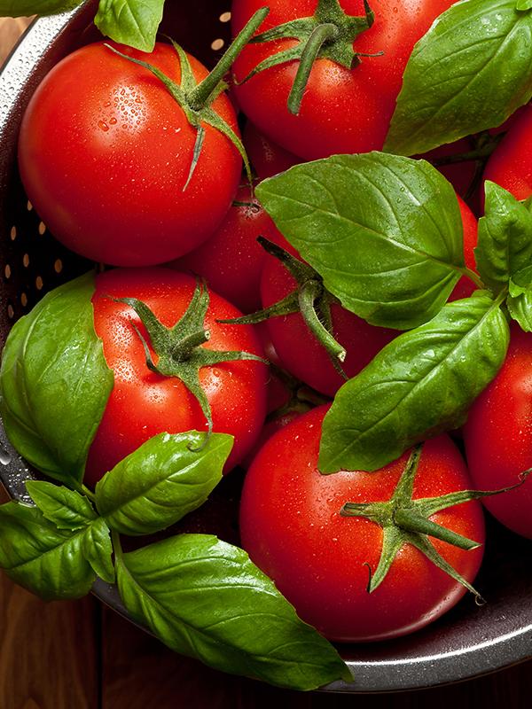 TOMATO LEAF BASE (토마토리프 베이스)