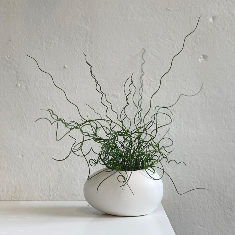 공기정화식물 수경식물 준쿠스 스프링골풀 에그팟 수경재배 DIY kit