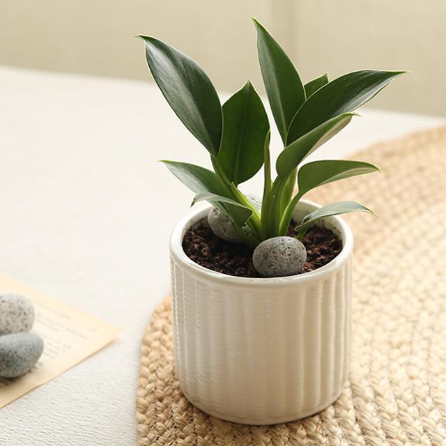 [plant] 콩고 화이트도자기 식물화분set