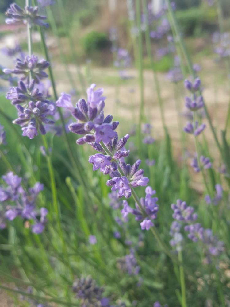 잉글리쉬 라벤더 (2포트부터) [노지월동 다년초 야생화 꽃모종 봄꽃 여름꽃]