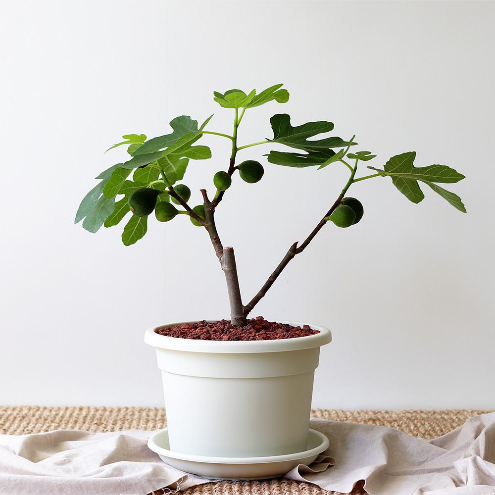 키우기 쉬운 과실수/유실수 무화과나무(중품)