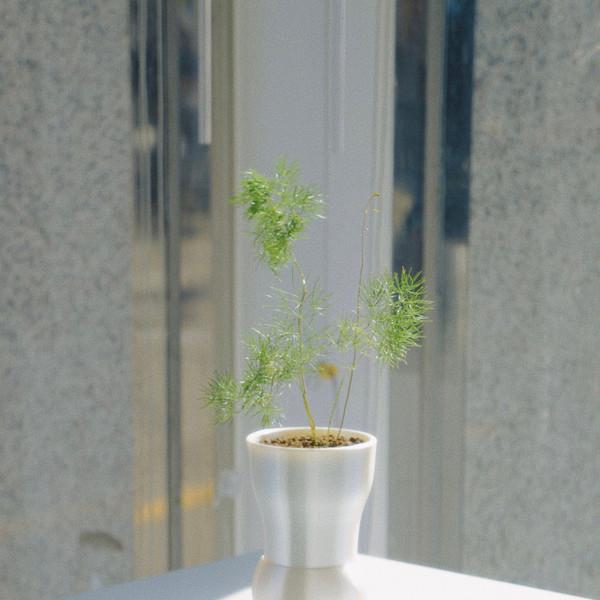 미리오클라두스