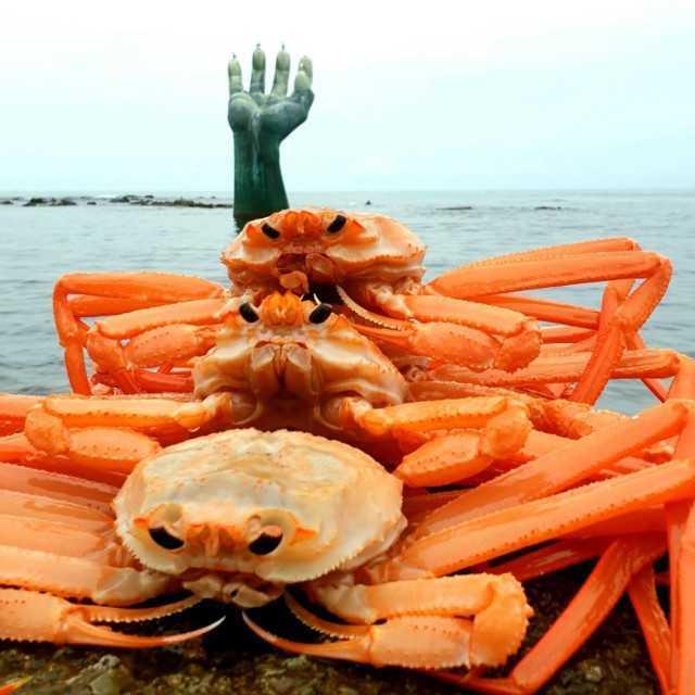 포항 강룡호 연지홍게 3kg+3마리(서비스)[자연산/자숙] #홍게 #강룡호