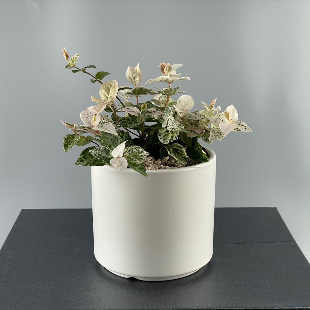 오색마삭줄 마삭줄 늘어지는 비염에좋은 음지식물