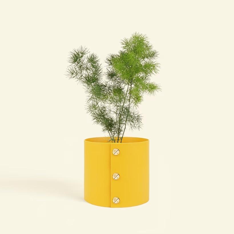 팟커버 P + 아스파라거스 미리오클라두스