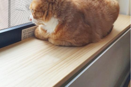 고양이 젤리보호 창틀덮개 창문틀막이 창가선반