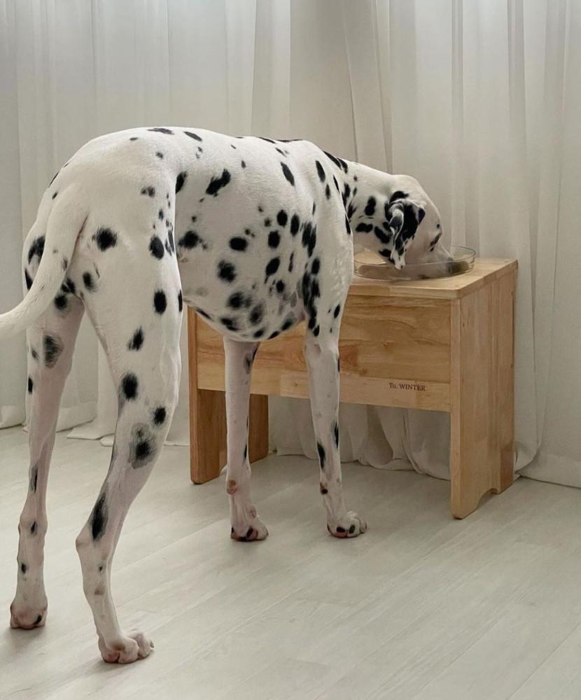 핸드메이드 찐 대형견 식탁 강아지 밥그릇 문구각인 유리볼 프리미엄 원목거치대