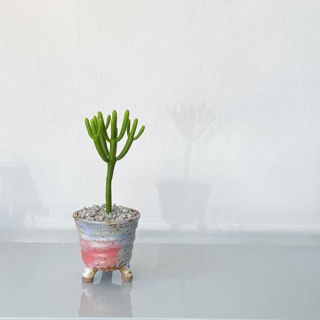 연필선인장 파스텔톤 옹기화분 포함 세트