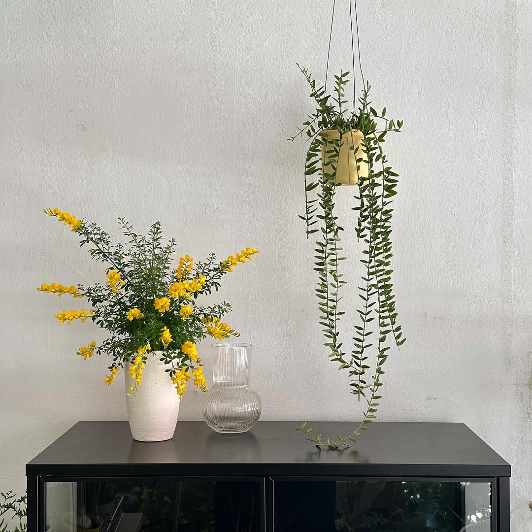 호야 안젤리나 행잉 공중 늘어지는식물 벽걸이 플랜테리어