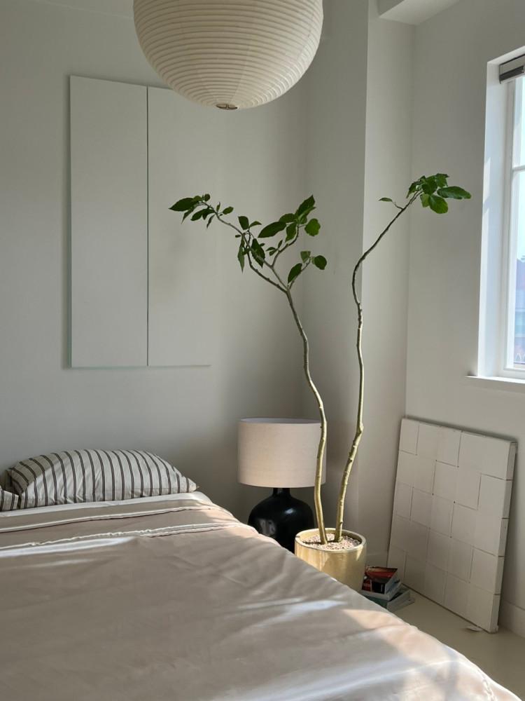 식기난게 천사의 나팔 170cm 250 트럼펫 꽃 키우기