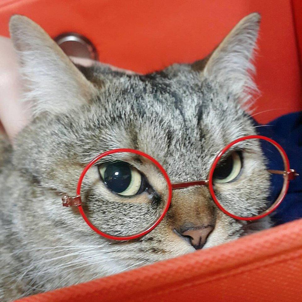 고양이안경 강아지안경