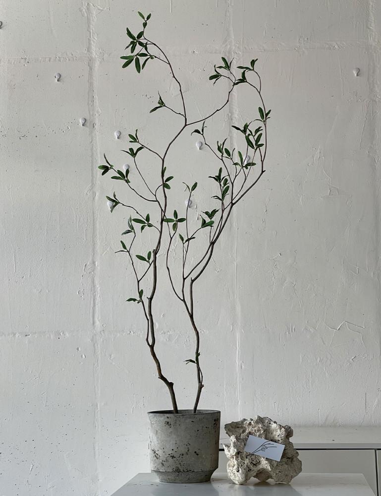 식기난게 갈피미아(조화)(예약가능) 250 키우기 물주기