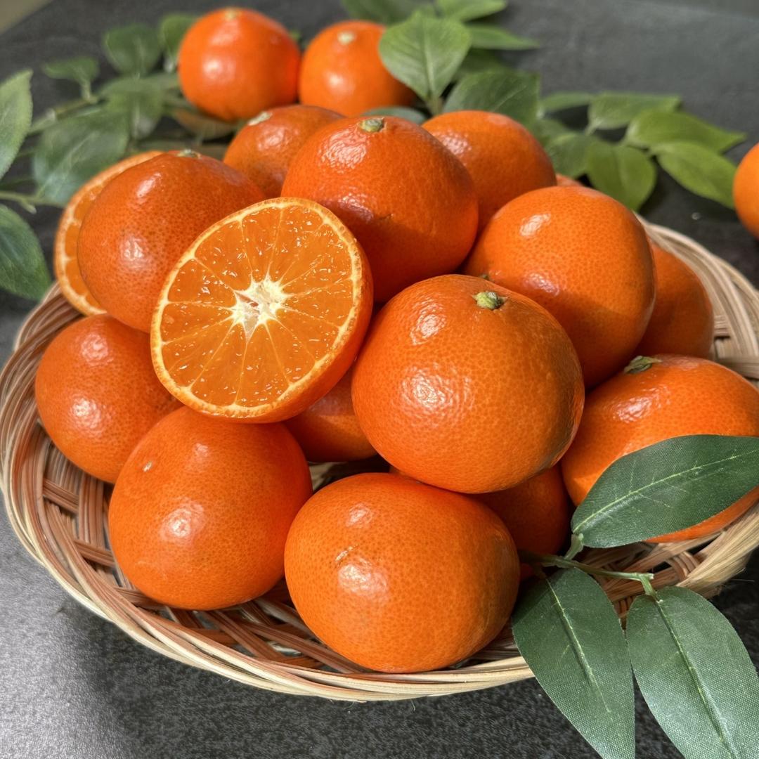 [신상품] 신품종 일년에 딱 한달 수확하는 달콤한 동백향