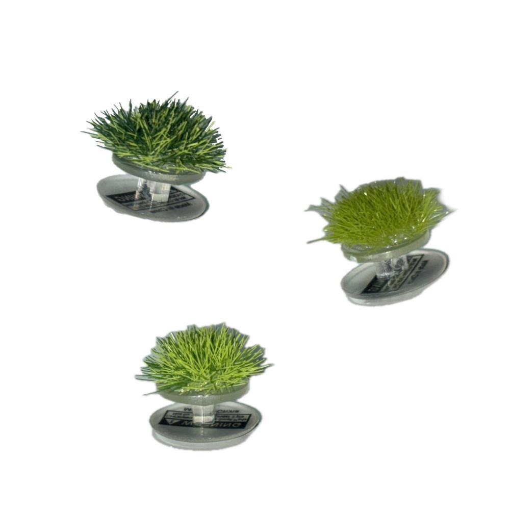 [키비츠] grass kibbitz