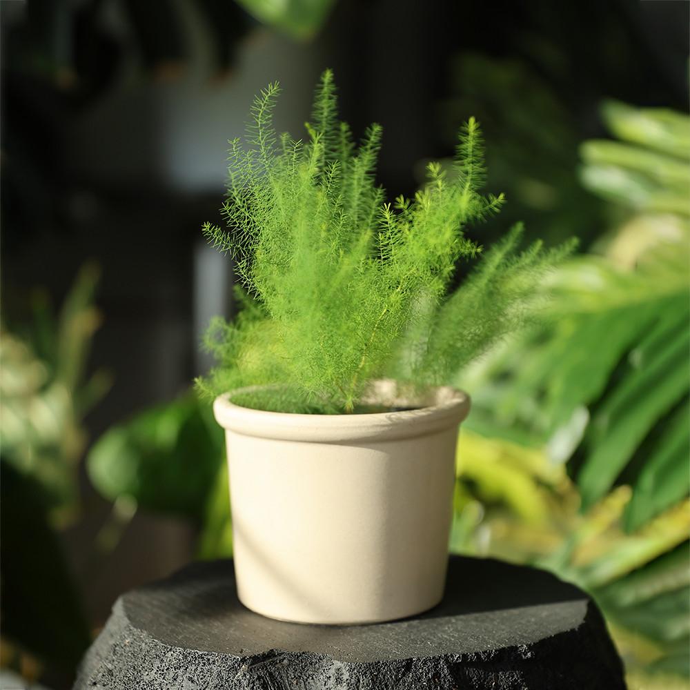 아스파라거스 수아베올렌스 키우기 쉬운 음지 식물 공기정화 플랜테리어 카페식물