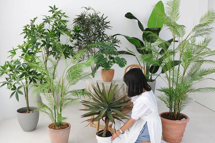 프리미엄 조화나무 모음전 (이레카야자 몬스테라 유주나무 극락조 외)