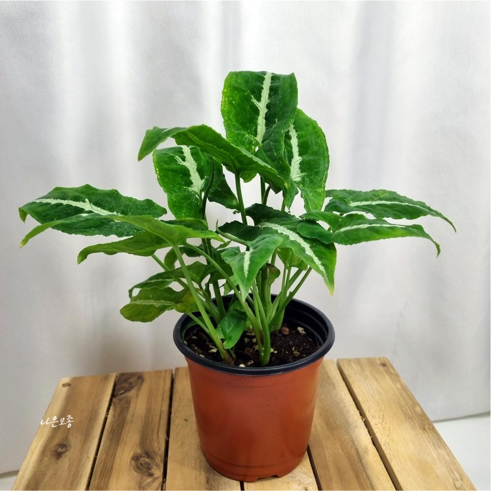 벨벳 싱고니움 빌로드 특이한 실내 공기정화 식물