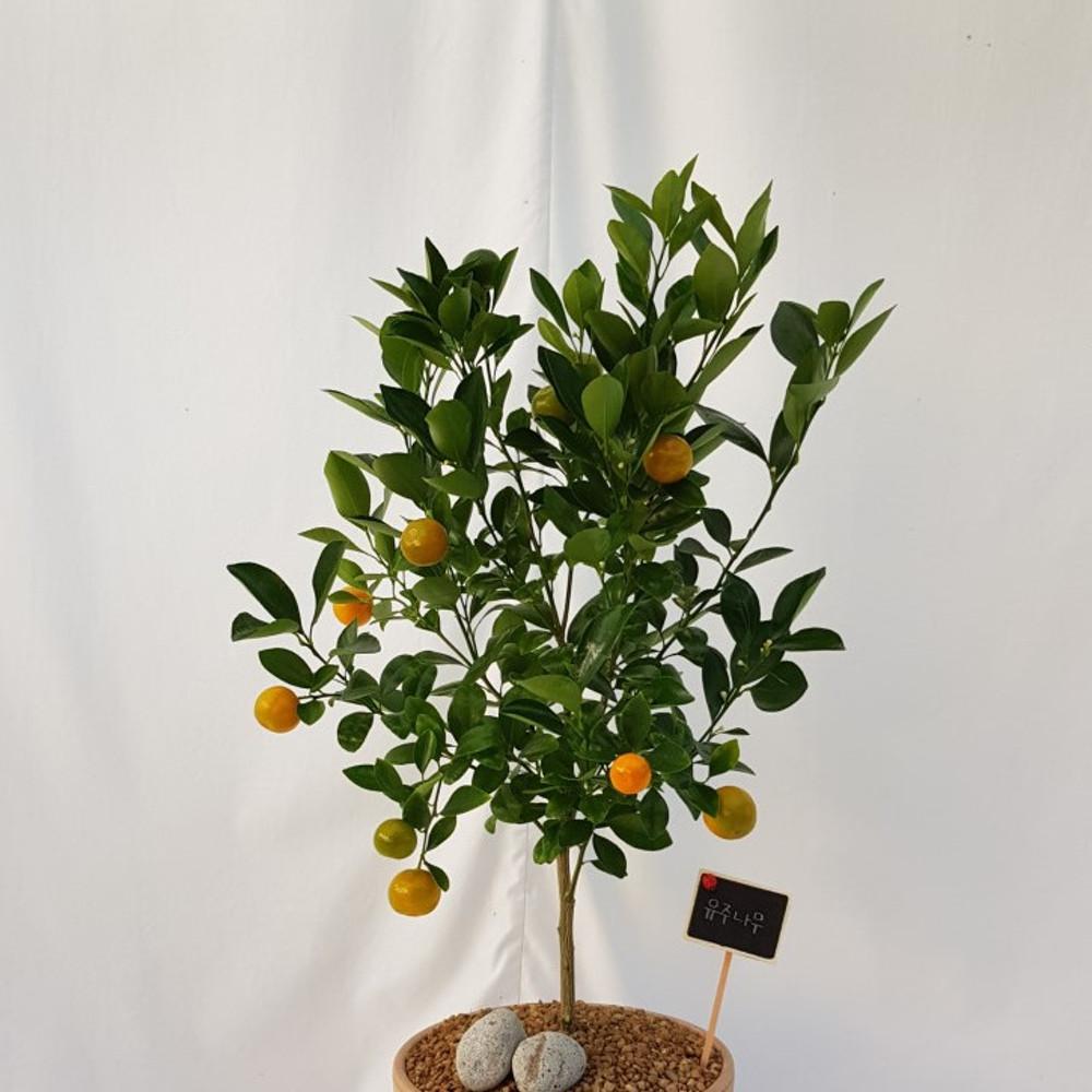 [평점 4.8점 리뷰 1500건 돌파] 유주나무 H60 플라스틱 화분 및 토분 공기정화식물