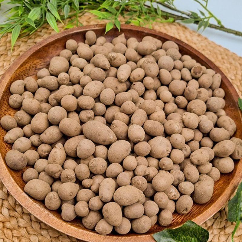 혈관과 소화에 특효 안동마씨앗 1kg 3kg