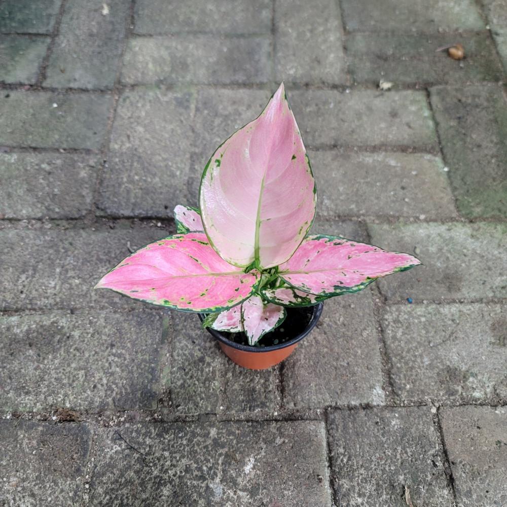 아글라오네마 엔젤지리홍 식물만 기본포트 실내공기정화식물 거실화분 플랜테리어 반려식물