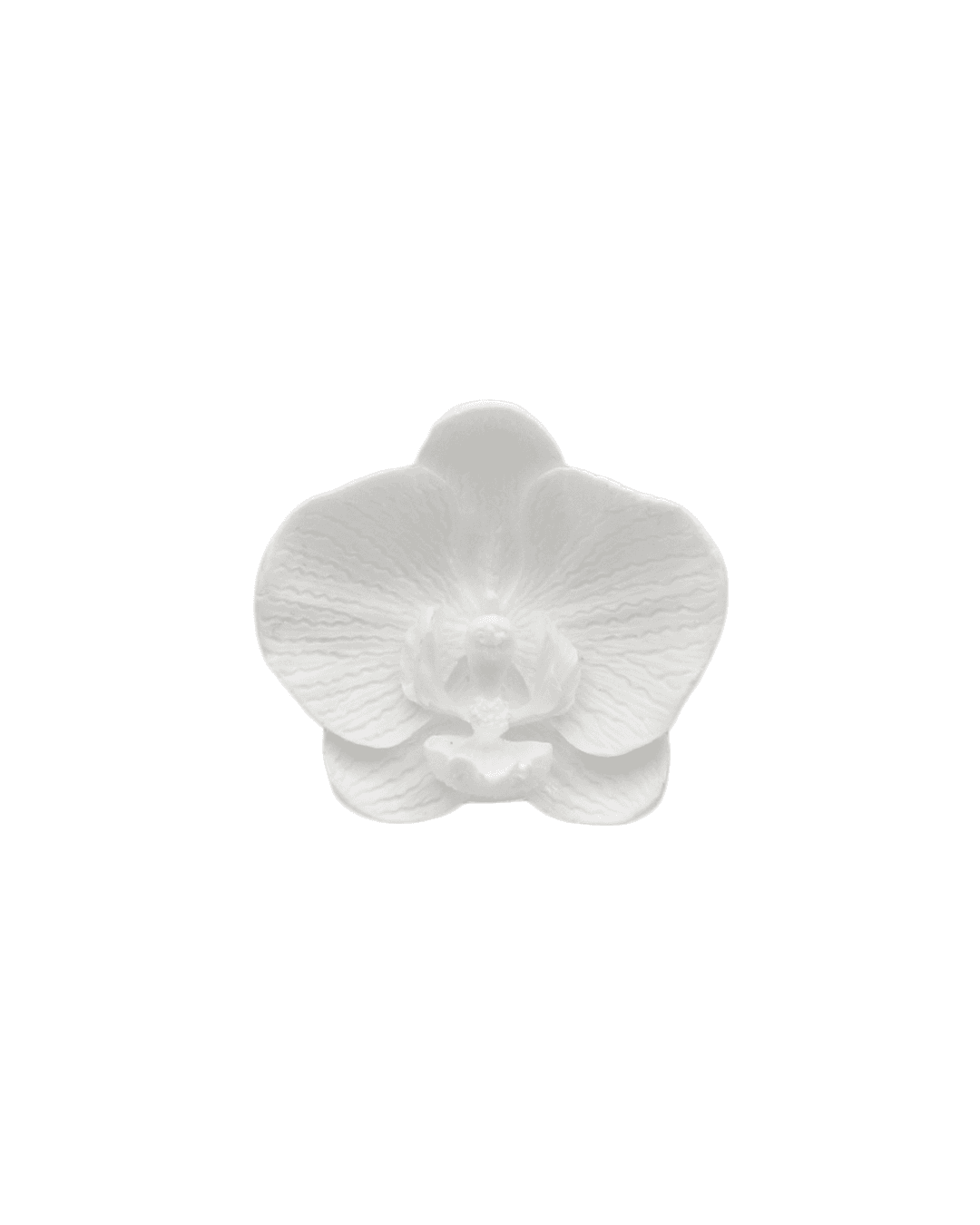 Orchid_ White