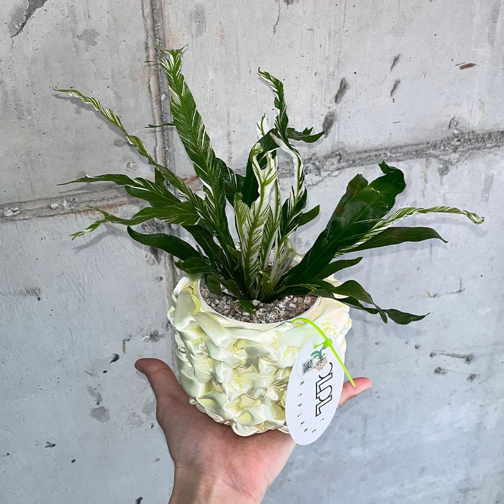 무늬아비스고사리 세틴 POT SET/ 키우기 쉬운 공기정화식물 귀여운 화분선물
