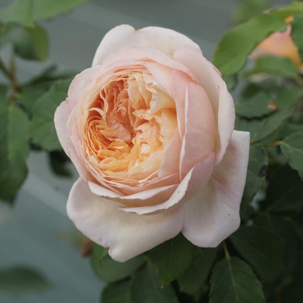 프랑스장미/샤를 드 네르보(Charles de Nervaux)/기요장미(Guillot))/관목