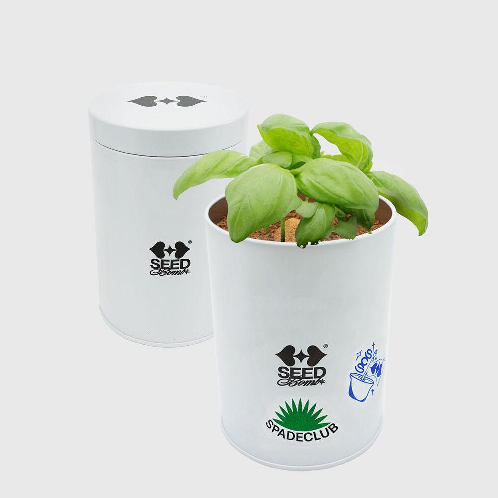 SCS Seed Bomb Kit - Basil 바질 씨드밤 키트 SSLGXX332E2