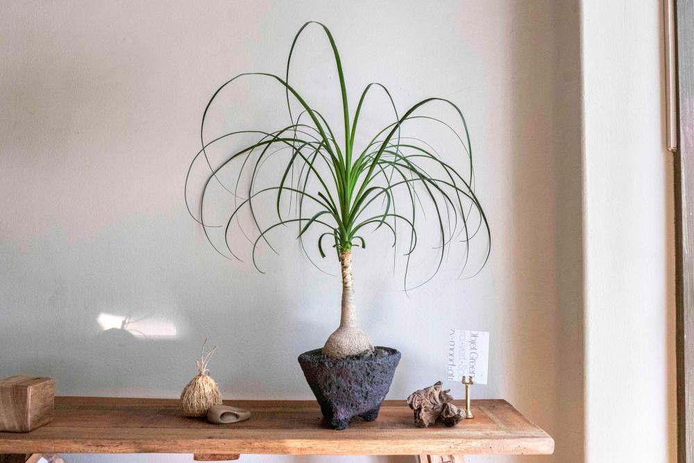 덕구리난 현무암화분 도꾸리란 독특한 수형의 인테리어 공기정화 식물