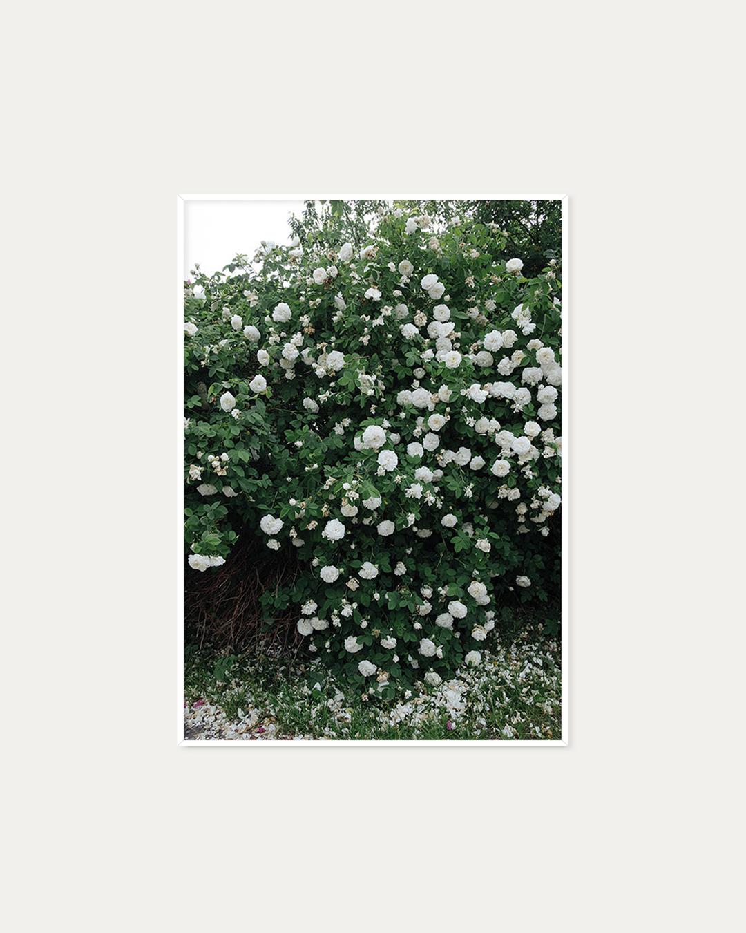 [엘리자베스 덩케르] E. Dunker - White Rose (-50%)