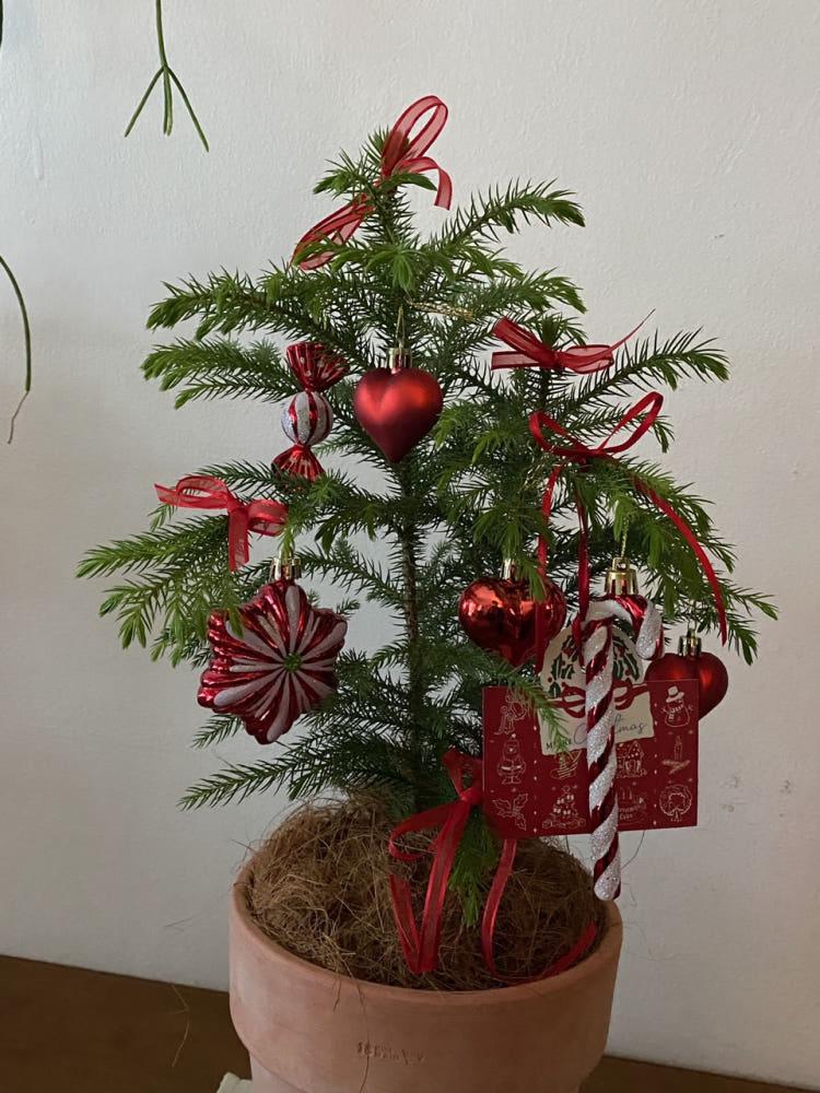 [X-MAS/무료배송] 식물주방 스위트레드 크리스마스트리 아라우카리아 오너먼트장식포함