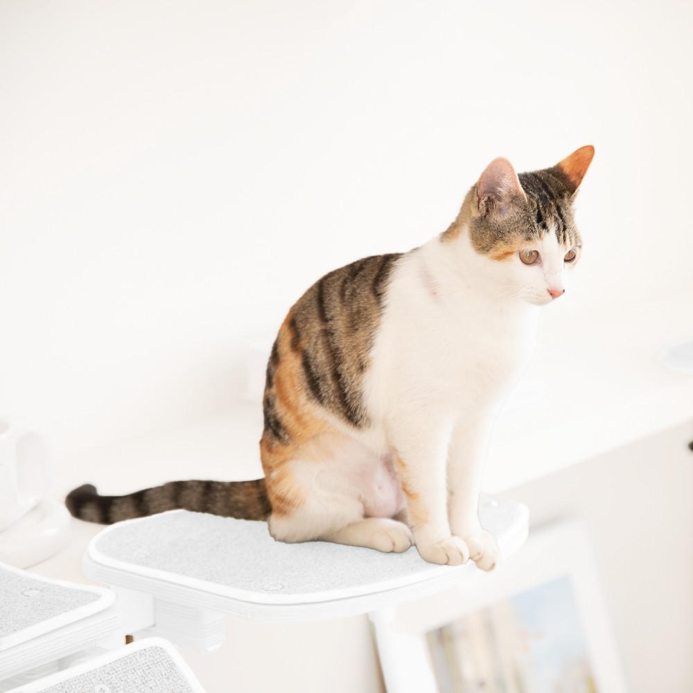 11핑크팡크 고양이 선반 미니 대형 소형 책장 책상 캣워커 켓타워