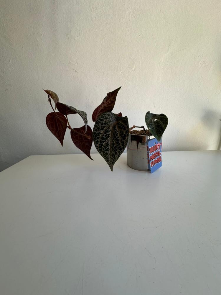 파이퍼 크로카텀 화분식재동일품