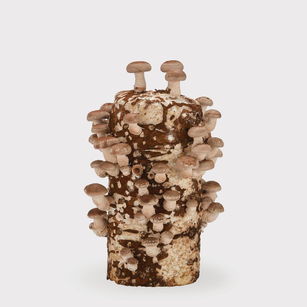 무럭무럭 표고 버섯 키우기 키트 1입 [원산지:국산]