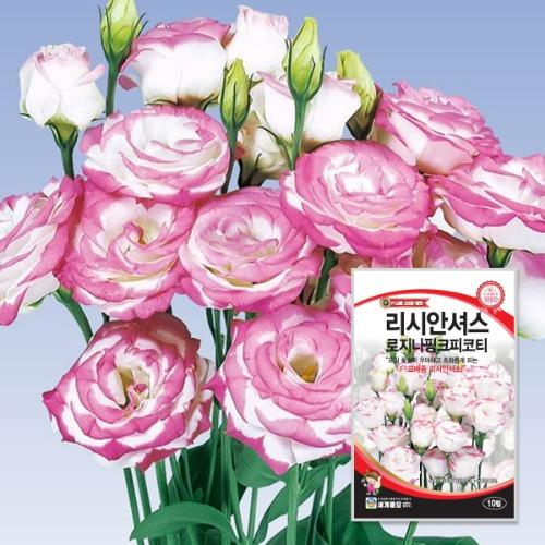 리시안셔스로지나핑크피코티 10립