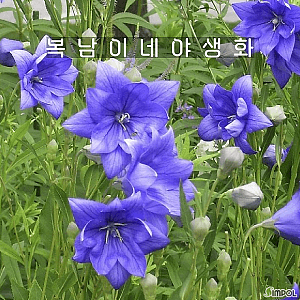 보라겹도라지 [2포트 복남이네야생화 모종 도라지꽃 퍼플]