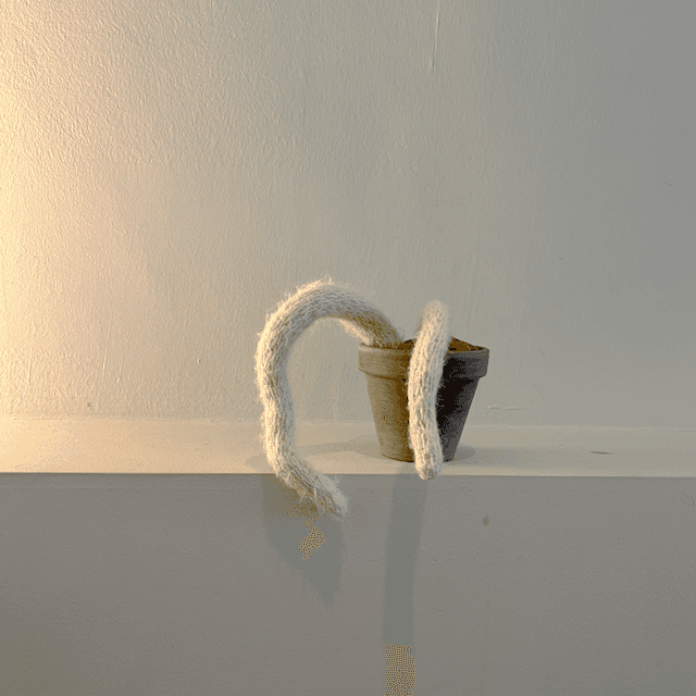 beside green _ 원숭이꼬리 선인장