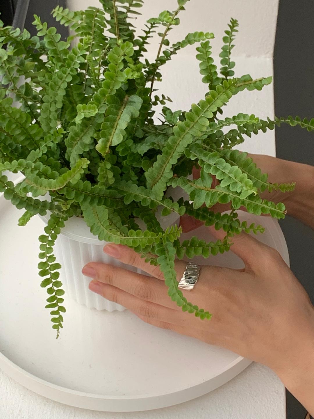 [Au Lait made] Diagonal ring