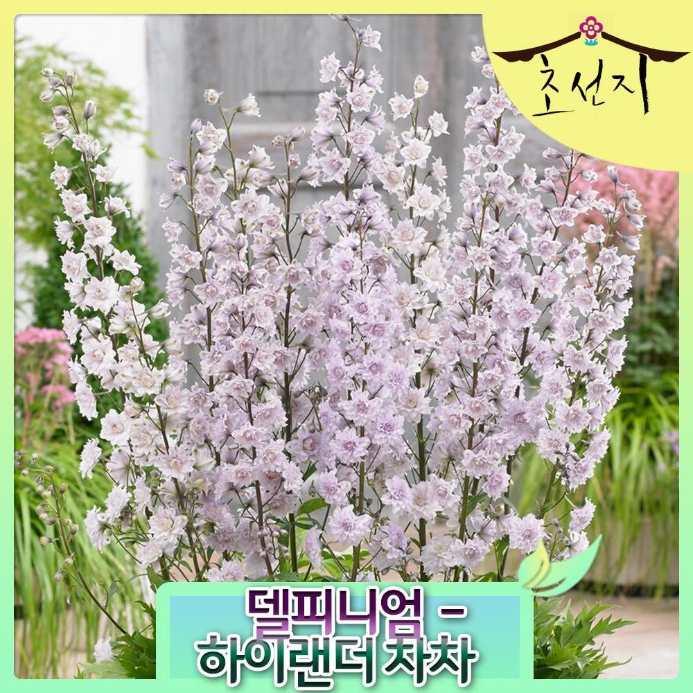 [초선지] 델피니움 신품종 6치 하이랜더 델피늄 차차