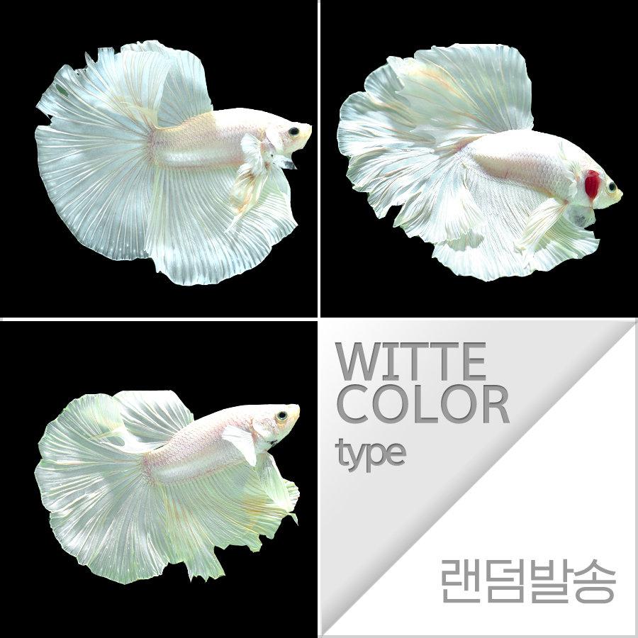 열대어)랜덤 하프문베타 화이트 숫컷-혼자사는 물고기 한마리씩 사육4계절 포장비무료