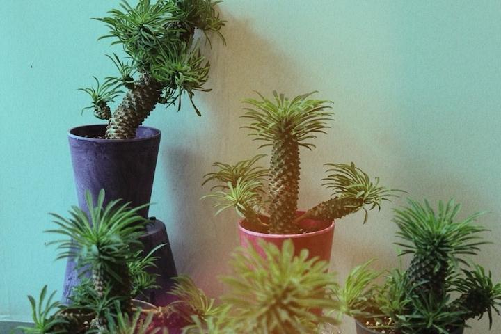 파인애플 선인장 괴마옥과 그레인팟