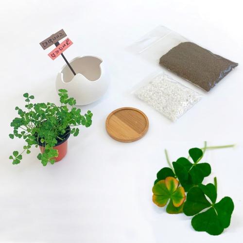 네잎클로버 화분 키우기 (가드닝) 키트 기르기 행운