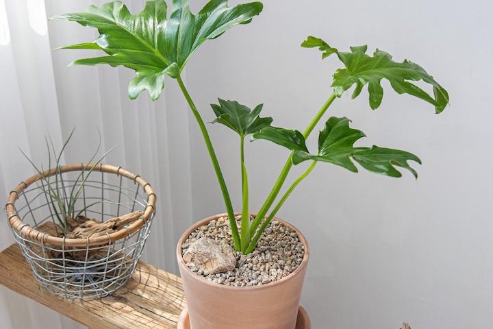 필로덴드론 호프셀렘 셀로움